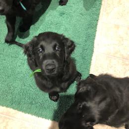 Flat-Coated Retriever Puppies from Beacon's Flat-Coated Retrievers