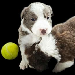 Bud - Lilac male Border Collie puppy in Cedar Springs, Michigan from Lyncroft Border Collies