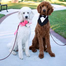 Poodle All Grown Up from Acorn Trail Poodles Oklahoma