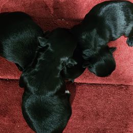 Yorkshire Terrier puppies from BiewerHeart Yorkies