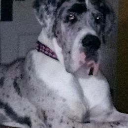 Great Danes from Pigeon Mtn. House of Danes
