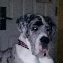 Great Danes from Pigeon Mtn. House of Danes