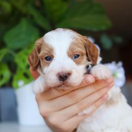 Hive - Parti male Goldendoodle puppy in Salado, Texas from Red Ranch Dogs