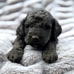 Buck - Phantom male Goldendoodle puppy in Rainier, Oregon from Beaver Springs Puppies