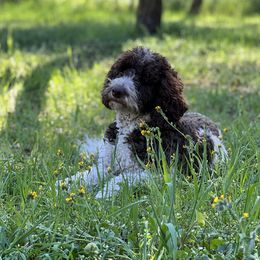 Ellie - Goldendoodle