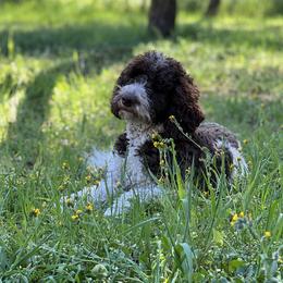 Ellie - Goldendoodle