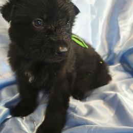 Green Boy - Black male Shiloh Shepherd puppy in Dover, Florida from Heritage Shilohs