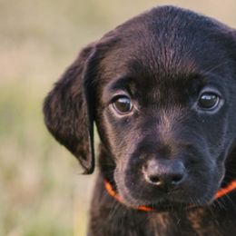 Labrador Retrievers from CapeWest R&T
