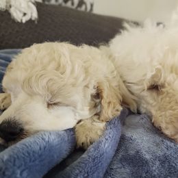 Poodles from Camarada Poodles