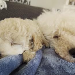 Poodles from Camarada Poodles