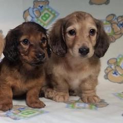 Dachshunds from Gale’s Gorgeous Dachshunds