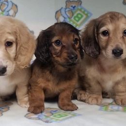 Dachshunds from Gale’s Gorgeous Dachshunds