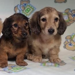 Dachshunds from Gale’s Gorgeous Dachshunds