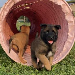 Belgian Malinois and German Shepherd Puppies from Madhouse’s Belgian Malinois and German Shepherds