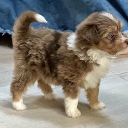 Gayle  (Angry Bird Litter) - Blue merle female Aussiedoodle puppy in Charlestown, Indiana from Forever Aussies and A Doodle