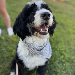 Xena - Bernedoodle