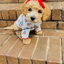 Goldendoodle Puppies from Red Barn Mission Farm