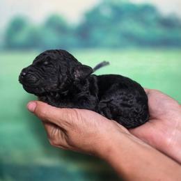 Thriller - Sable male Poodle puppy in Springfield, Oregon from Valaurah Farms