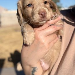 Aveeno - Cream male Dachshund puppy in Arizona from Vonaducci Doxies, LLC.