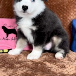 Boy 1 - Blue merle Miniature Australian Shepherd puppy in Cusick, Washington from Dry Ridge Miniature Australian Shepherds