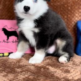 Boy 1 - Blue merle Miniature Australian Shepherd puppy in Cusick, Washington from Dry Ridge Miniature Australian Shepherds