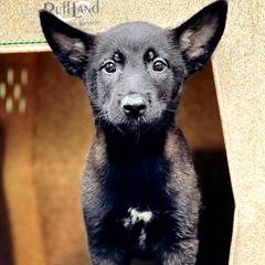 Belgian Malinois Puppies from Battle Road K9