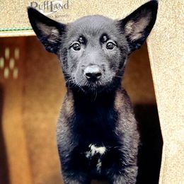 Belgian Malinois Puppies from Battle Road K9