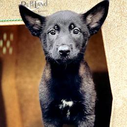 Belgian Malinois Puppies from Battle Road K9