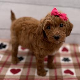 Willow - Red  female Goldendoodle puppy in Kansas City, Kansas from Bella & Ivy’s Mini Goldendoodles of KC
