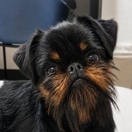 Major - Brussels Griffon