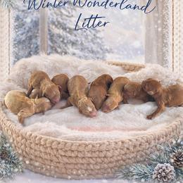 Icicle - Red  male Goldendoodle puppy in Canton, Georgia from Teddy Puppies