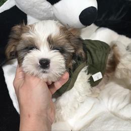 Duke - Black gold and white male Shih Tzu puppy in Bourne, Massachusetts from Shih Tzu Pups