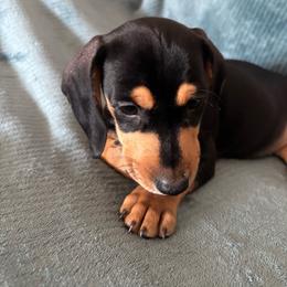 Rummi - Black female Dachshund puppy in Yuma, Arizona from Desert dashies