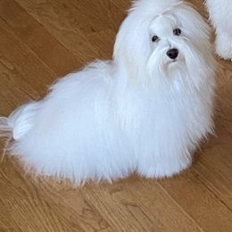 Cotons de Tulear from Island Crest Cotons