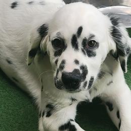 Boy 1 - White and black male Dalmatian puppy in Owosso, Michigan from Dreammaker Dalmatians