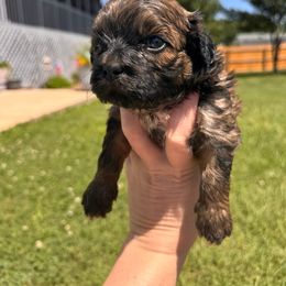 Boy 2 - Brown male Shihpoo puppy in Clayton, North Carolina from The Snuggly Shih Poo