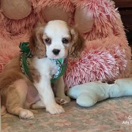 Aspen - Blenheim male Cavalier King Charles Spaniel puppy in Marshfield, Missouri from Puppyloversplace