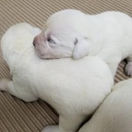 Girl - Yellow female Labrador Retriever puppy in Lakeside, California from Labs To Love