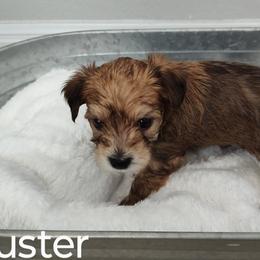 Morkie Puppies from Heart of Texas Morkies