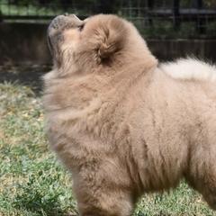 Chow Chow from ROCOCO CHOWS