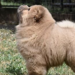 Chow Chow from ROCOCO CHOWS