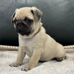 Beanie's Boy - Brown Collar - Fawn male Pug puppy in Troutman, North Carolina from Ohana Pugs
