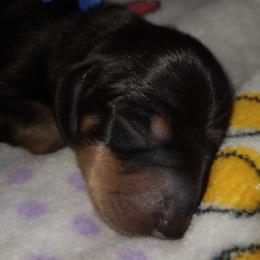 Avery - Black and tan male Dachshund puppy in Middle Granville, New York from Lee Doxies