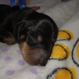 Avery - Black and tan male Dachshund puppy in Middle Granville, New York from Lee Doxies