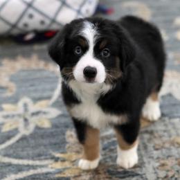 Jimi - Black tri male Toy Australian Shepherd puppy in Georgetown, Texas from Minikin Manor