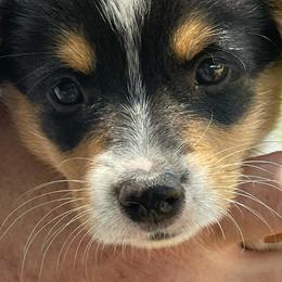 American Corgis and Pembroke Welsh Corgis from Emma’s Corgi’s