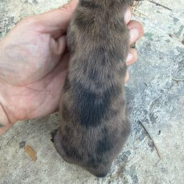 CKC SHADED RED DAPPLE SMOOTH COAT - Dapple female Dachshund puppy in Anderson, California from Golden Paws Dachshunds