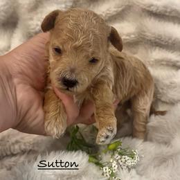 Sutton - Red  male Poodle puppy in Traverse City, Michigan from Riyem Wildflower Farms