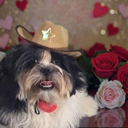 Mr. Red  AKC - Black and white male Shih Tzu puppy in Troutville, Virginia from Mountain Pass Barn
