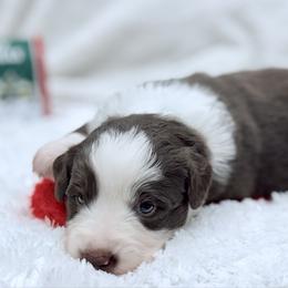 Green collar with tail - Red tri male Miniature Australian Shepherd puppy in 32046, Florida from River Hill Ranch